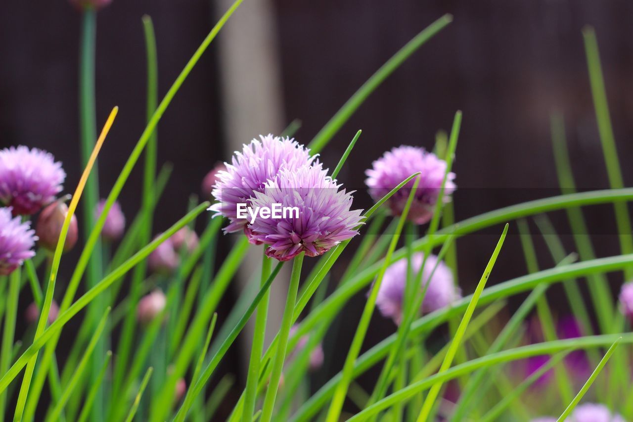 Close-up of purple flowers