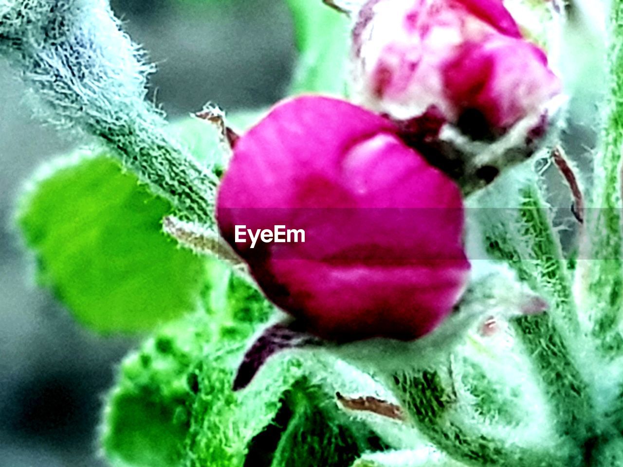 CLOSE-UP OF PURPLE ROSE ON PLANT