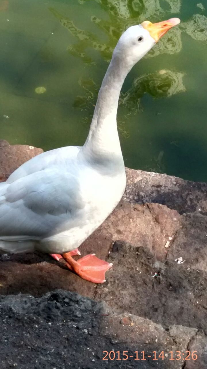 CLOSE-UP OF SWANS SWIMMING ON LAKE