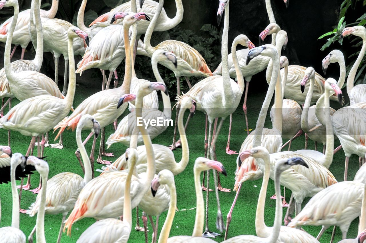 Flock of birds on lake