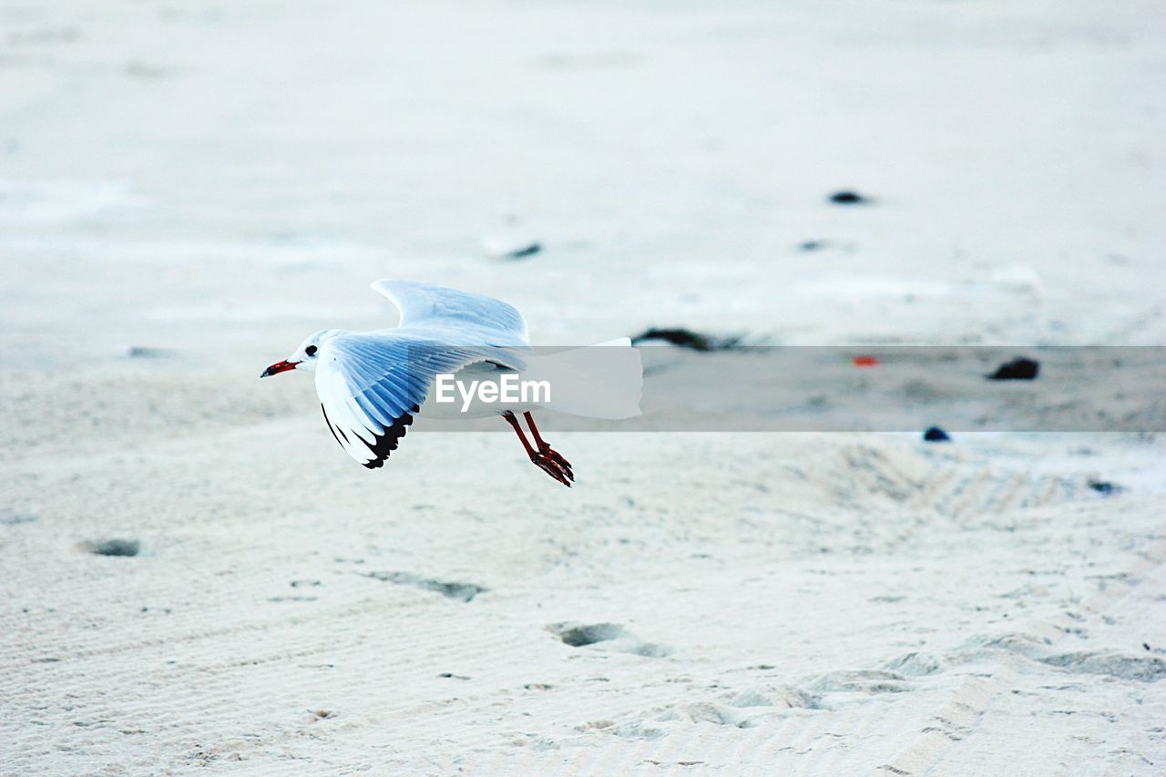 Close-up of seagulls flying over beach