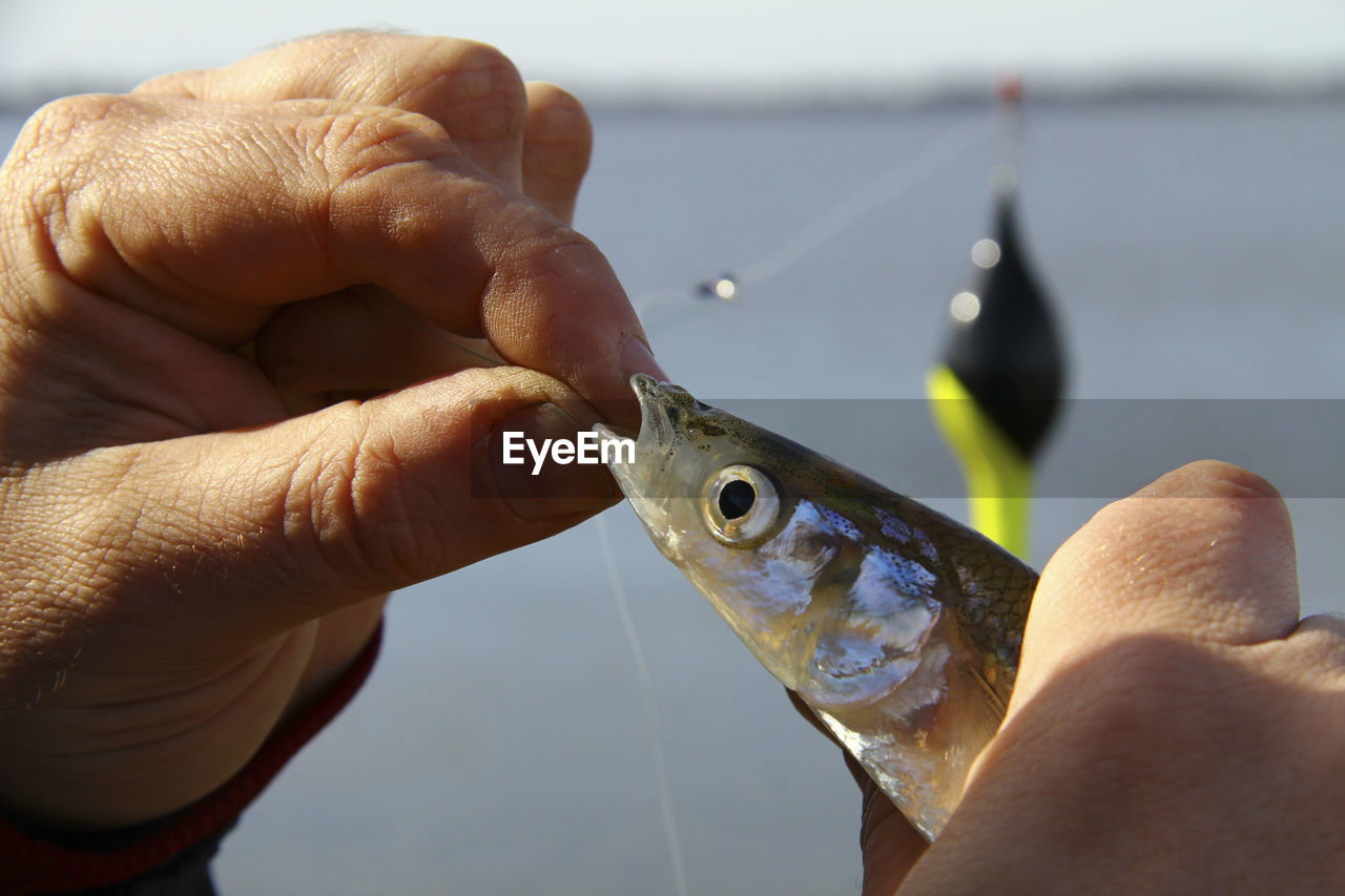 CLOSE-UP OF HAND HOLDING FISH ON WATER