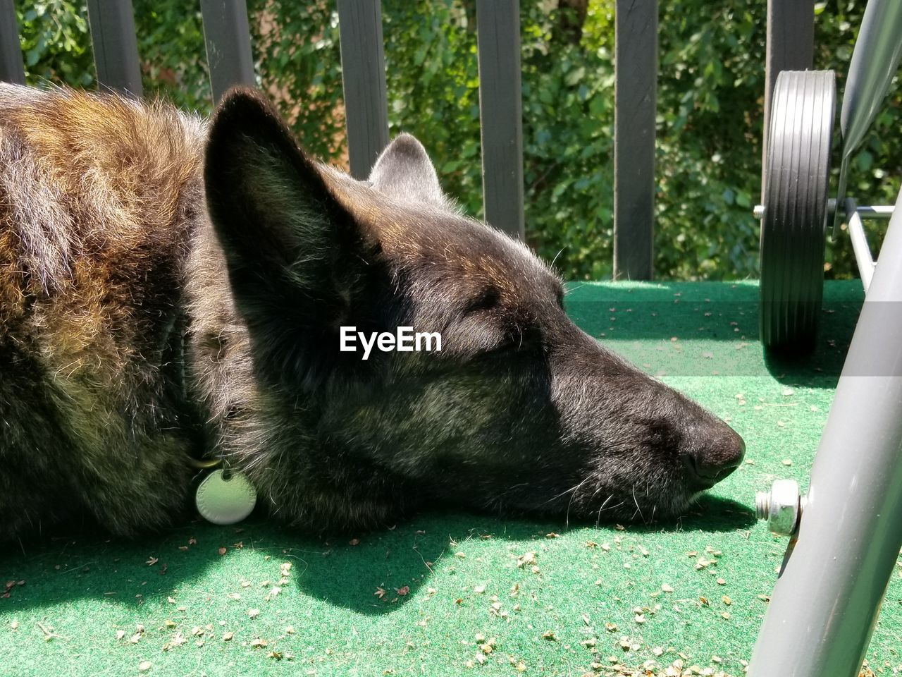 Dutch shepherd dog laying in the sun on a balcony