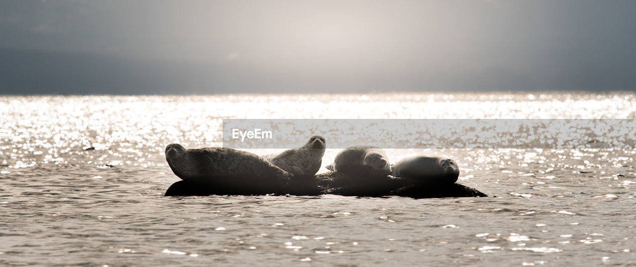 Seals on rock in sea