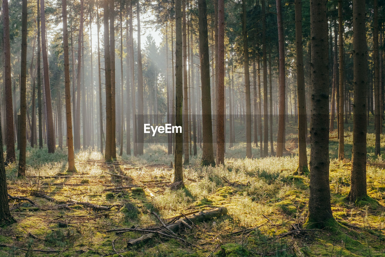 Pine trees in forest