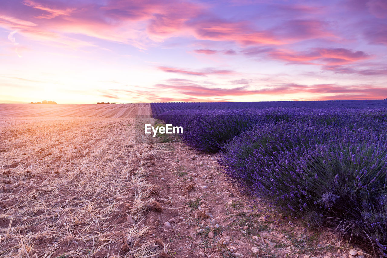 VIEW OF LAVENDER ON FIELD DURING SUNSET