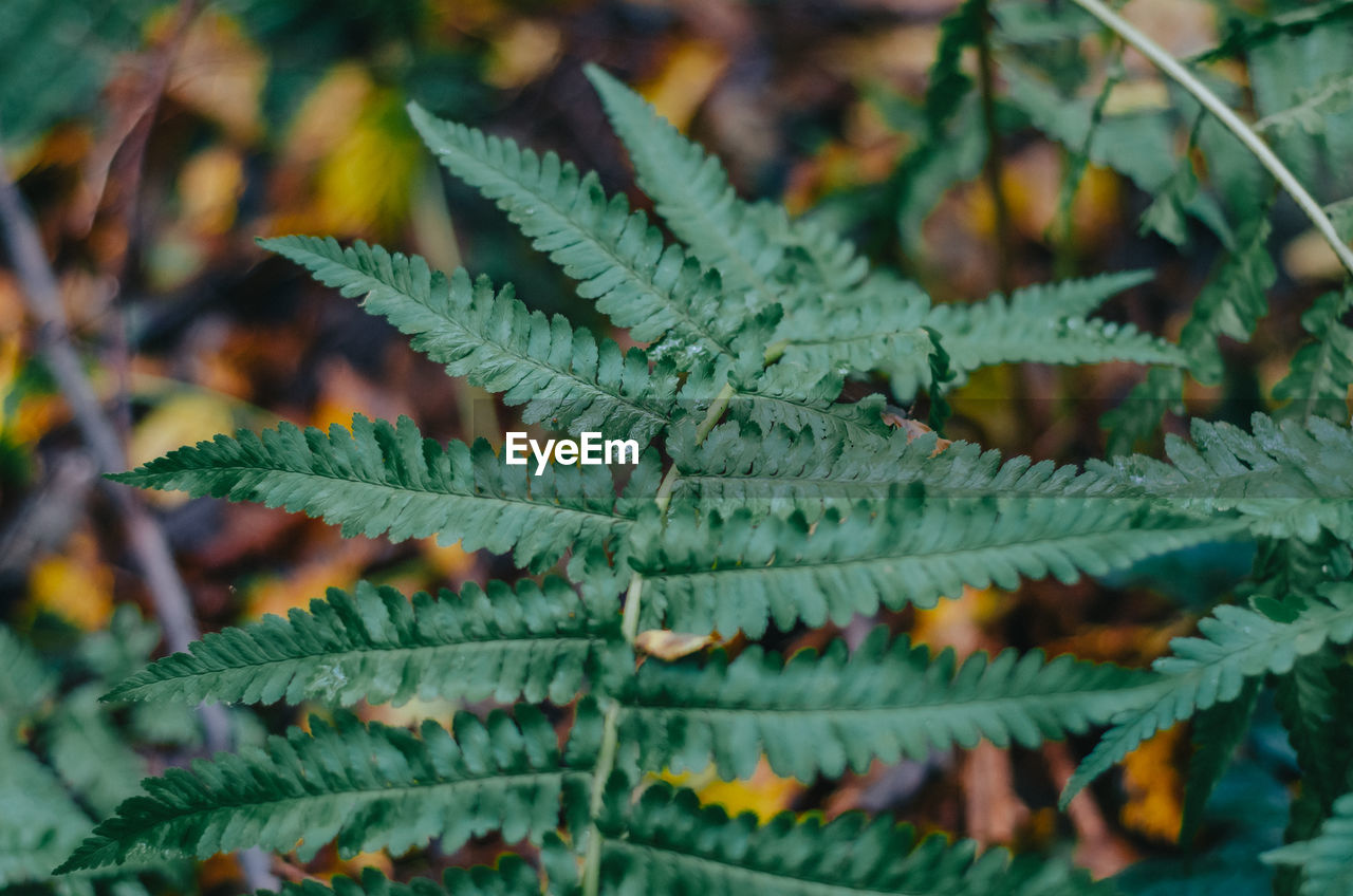 Fern leaf in a dark forest