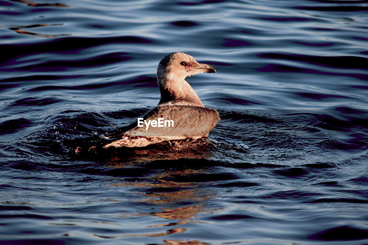 SIDE VIEW OF A DUCK IN LAKE