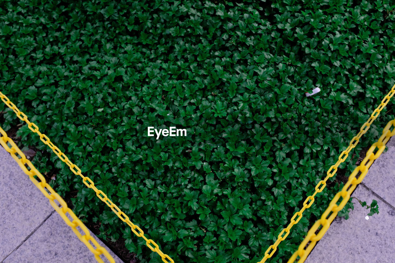 HIGH ANGLE VIEW OF YELLOW FLOWERING PLANTS ON GRASS