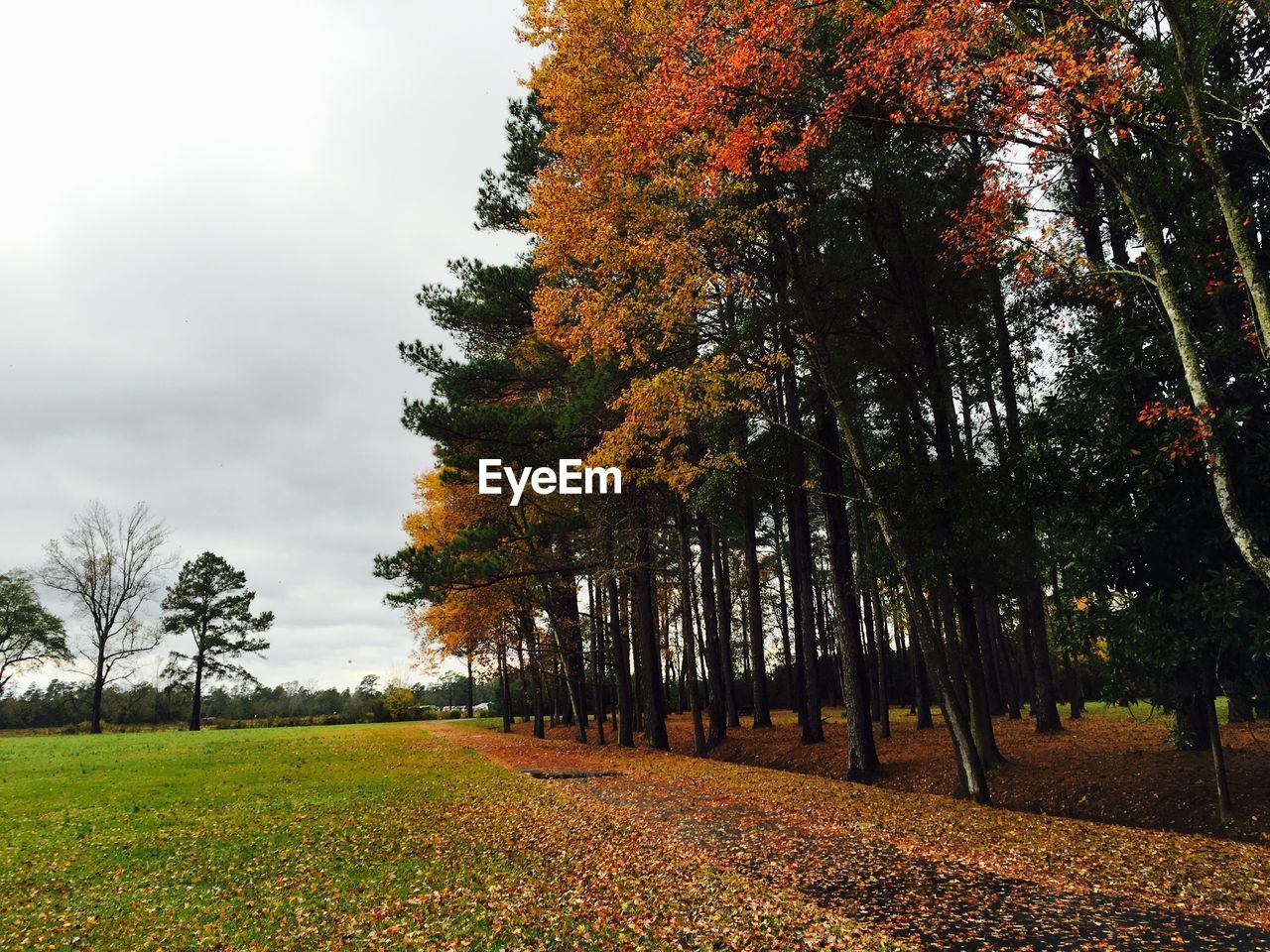 Trees growing at park during autumn