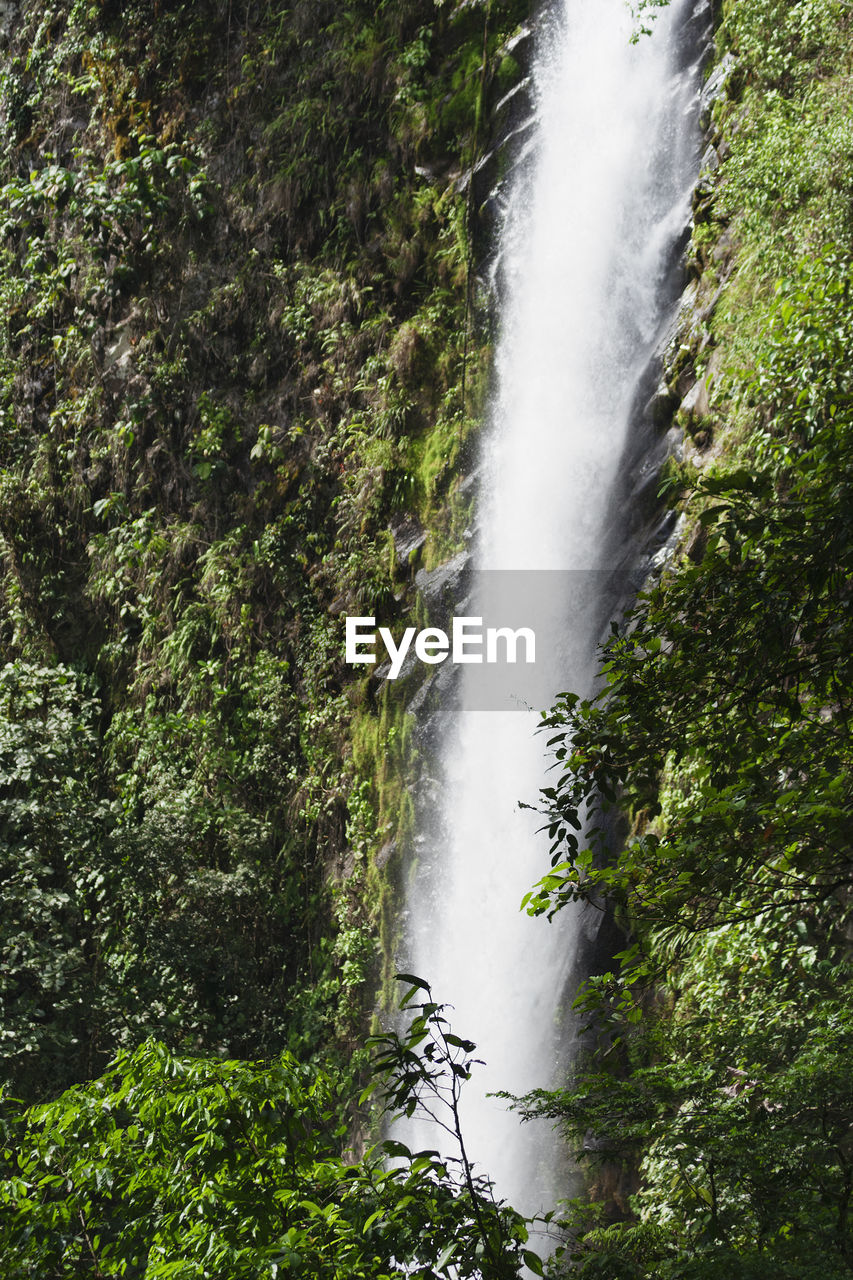 LOW ANGLE VIEW OF WATER FLOWING THROUGH TREES