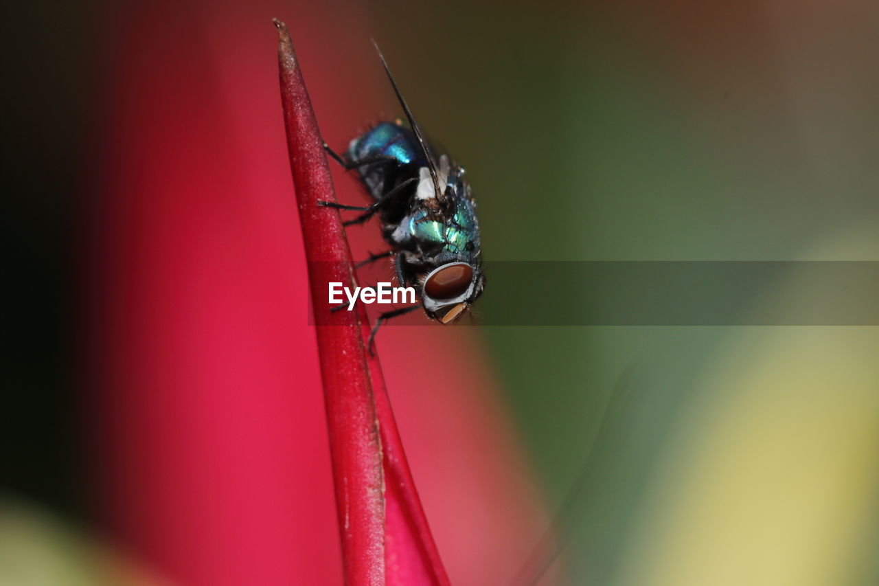 Macro photograph of a blue bottle fly