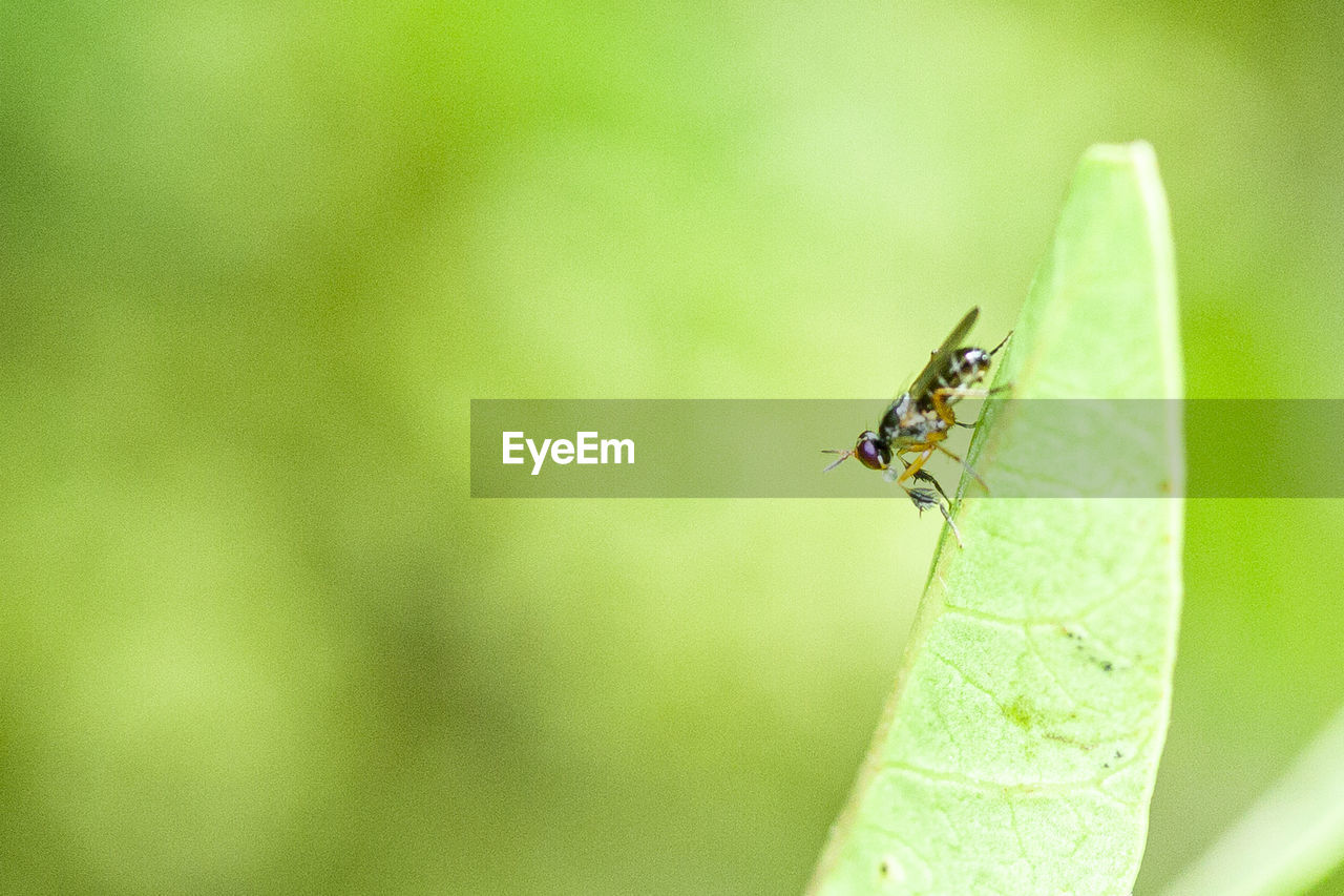 CLOSE-UP OF INSECT ON LEAF