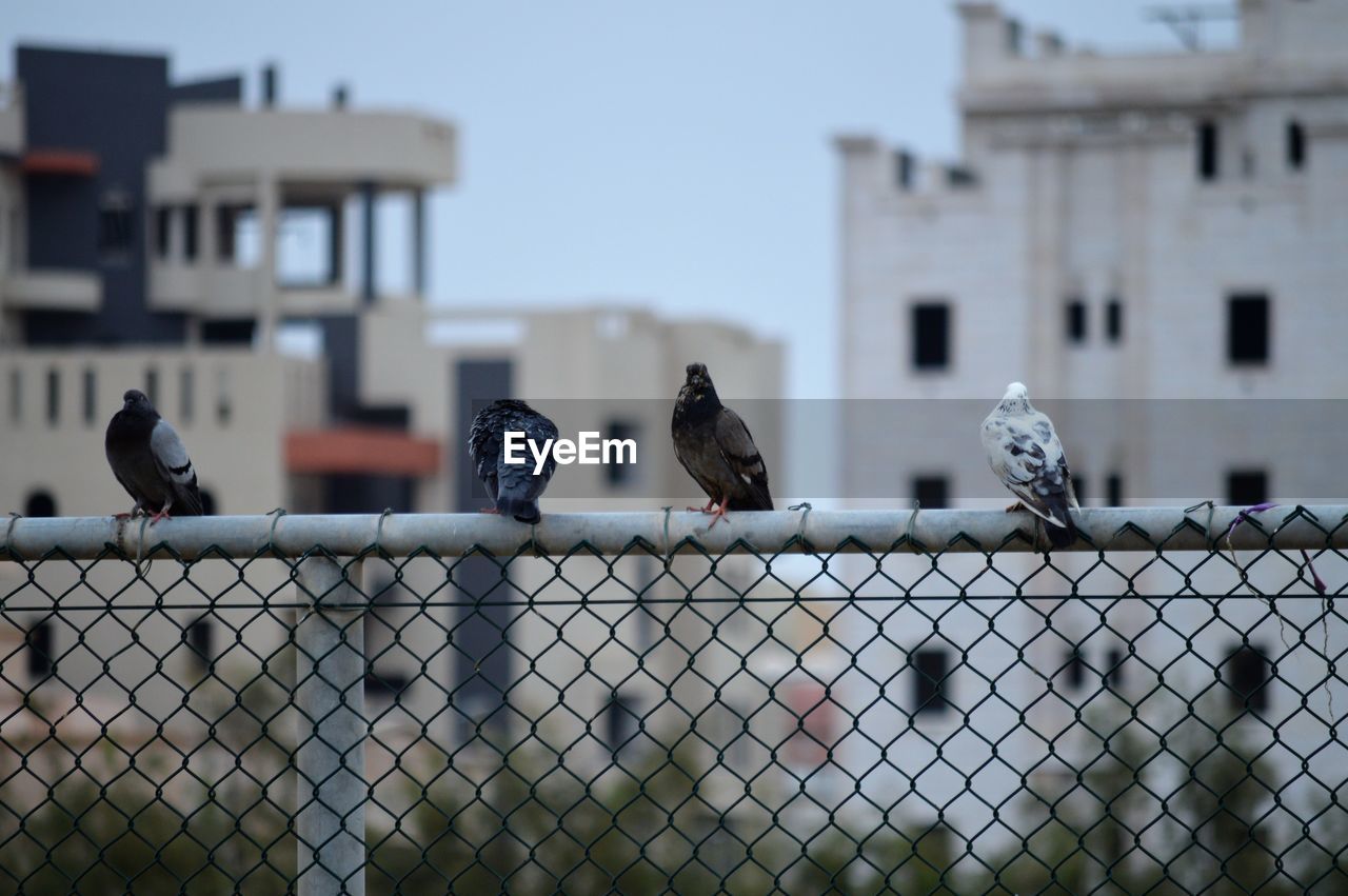 Pigeons perching on a fence