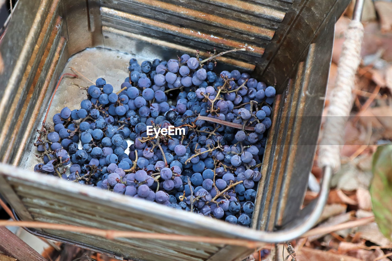 A metal bucket showing purple harvested grapes