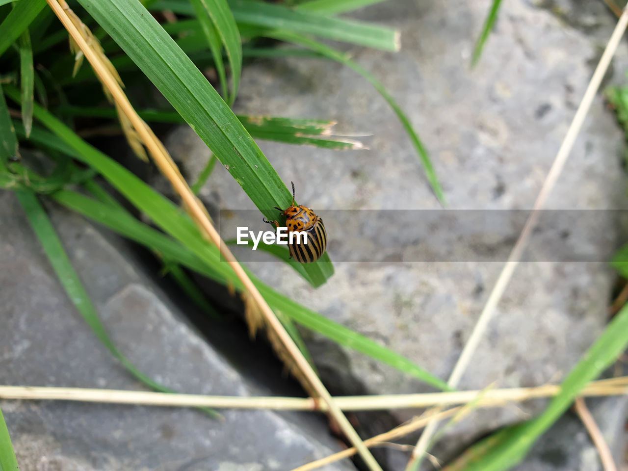 HIGH ANGLE VIEW OF BEE