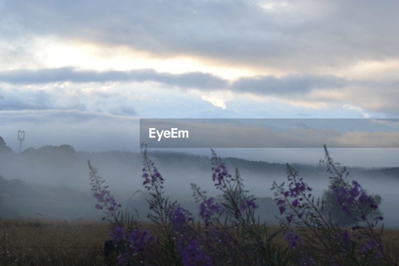 PLANTS GROWING ON LAND AGAINST SKY