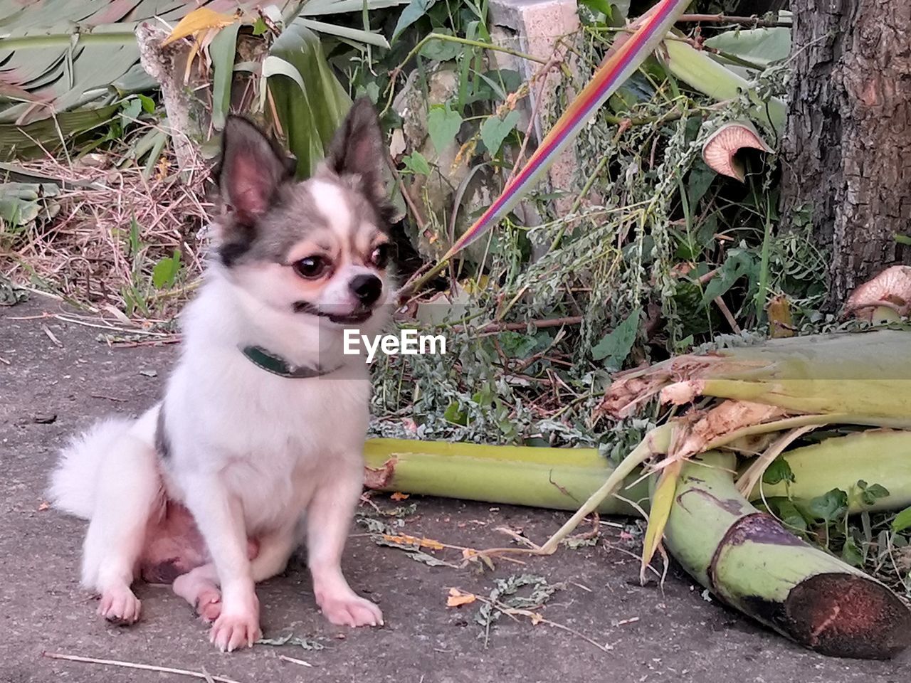 PORTRAIT OF A DOG ON THE FLOOR