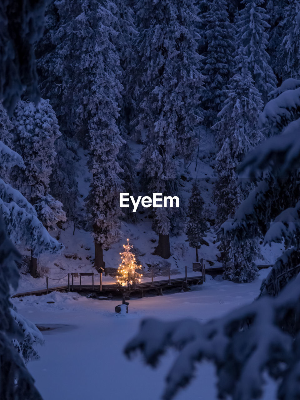 Illuminated christmas tree on snow covered landscape at night