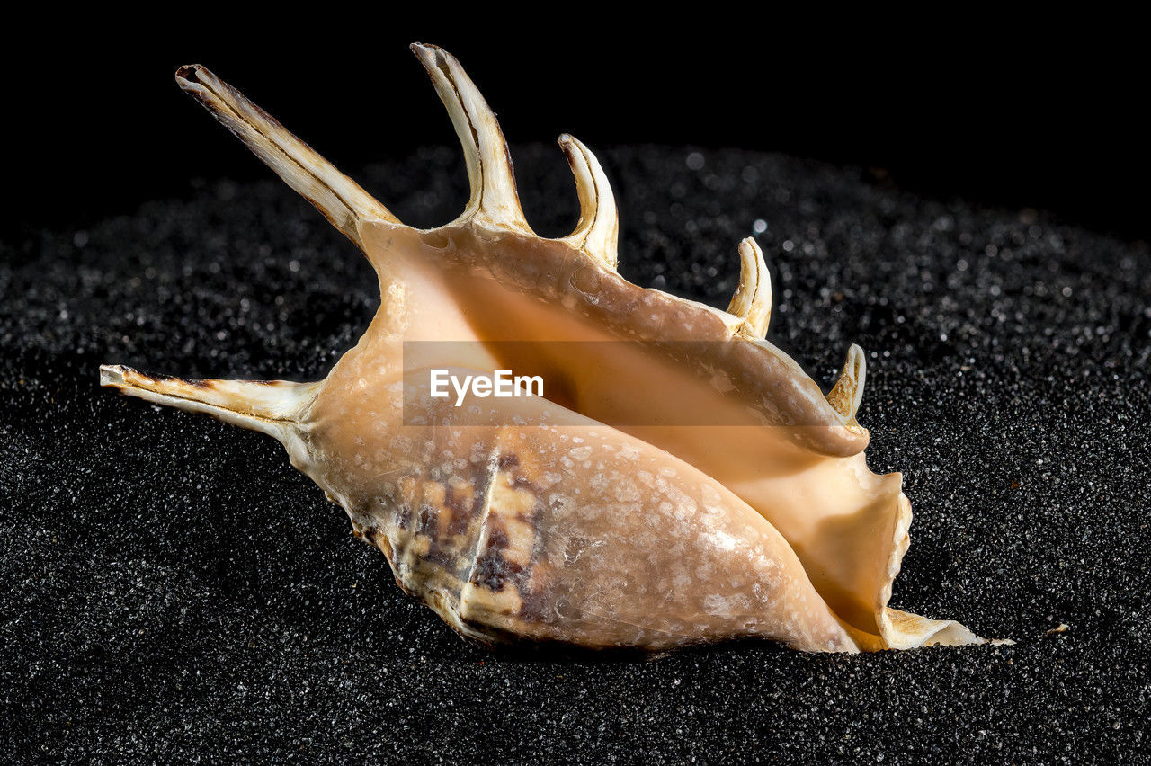 conch, black background, animal, food, snails and slugs, no people, food and drink, macro photography, studio shot, close-up, animal themes, animal wildlife, shell, indoors, snail, one animal, freshness