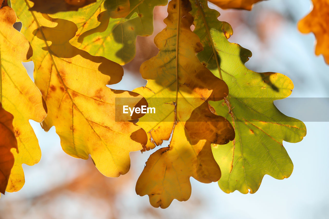 Close-up of yellow maple leaves