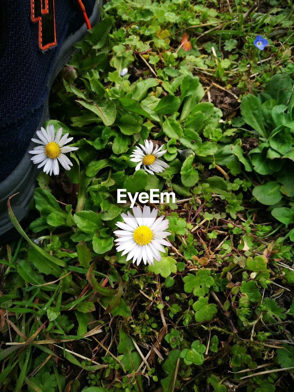 CLOSE-UP OF FLOWER BLOOMING OUTDOORS