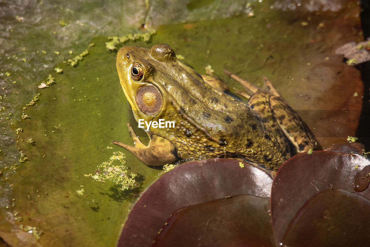 CLOSE-UP OF FROG ON ROCK AGAINST LAKE