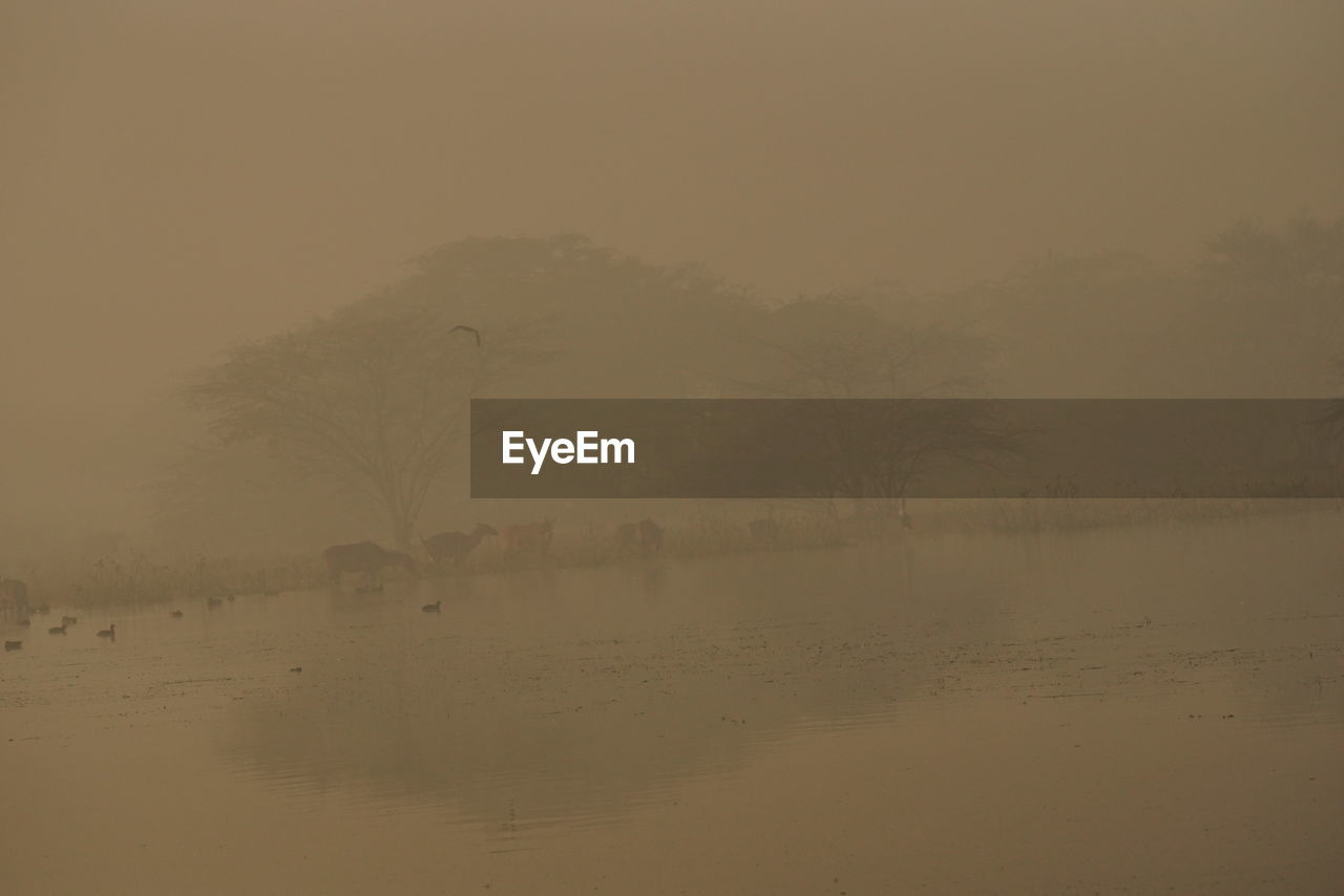 mist, fog, morning, haze, dawn, tree, beauty in nature, nature, tranquility, scenics - nature, environment, plant, water, sky, land, tranquil scene, landscape, natural environment, no people, outdoors, animal, sunrise, animal themes, horizon, non-urban scene, lake, plain, reflection, idyllic