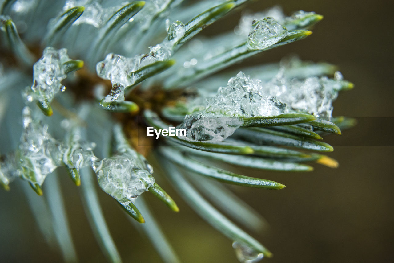 Ice on conifer green needles, close-up view