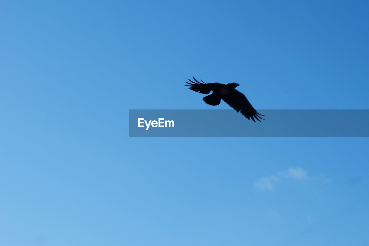 LOW ANGLE VIEW OF AIRPLANE FLYING IN SKY