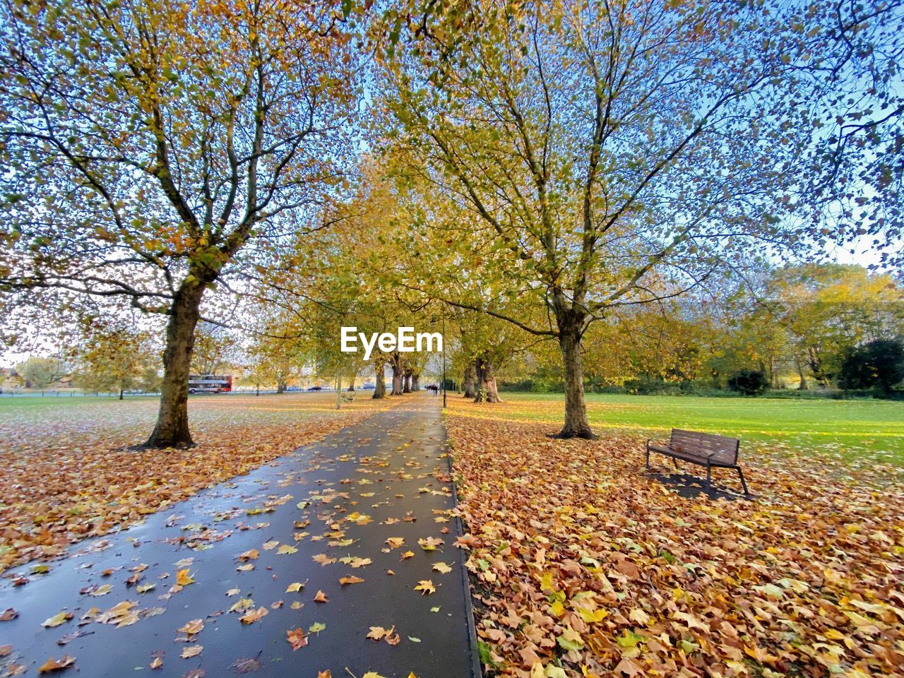 AUTUMN LEAVES IN PARK