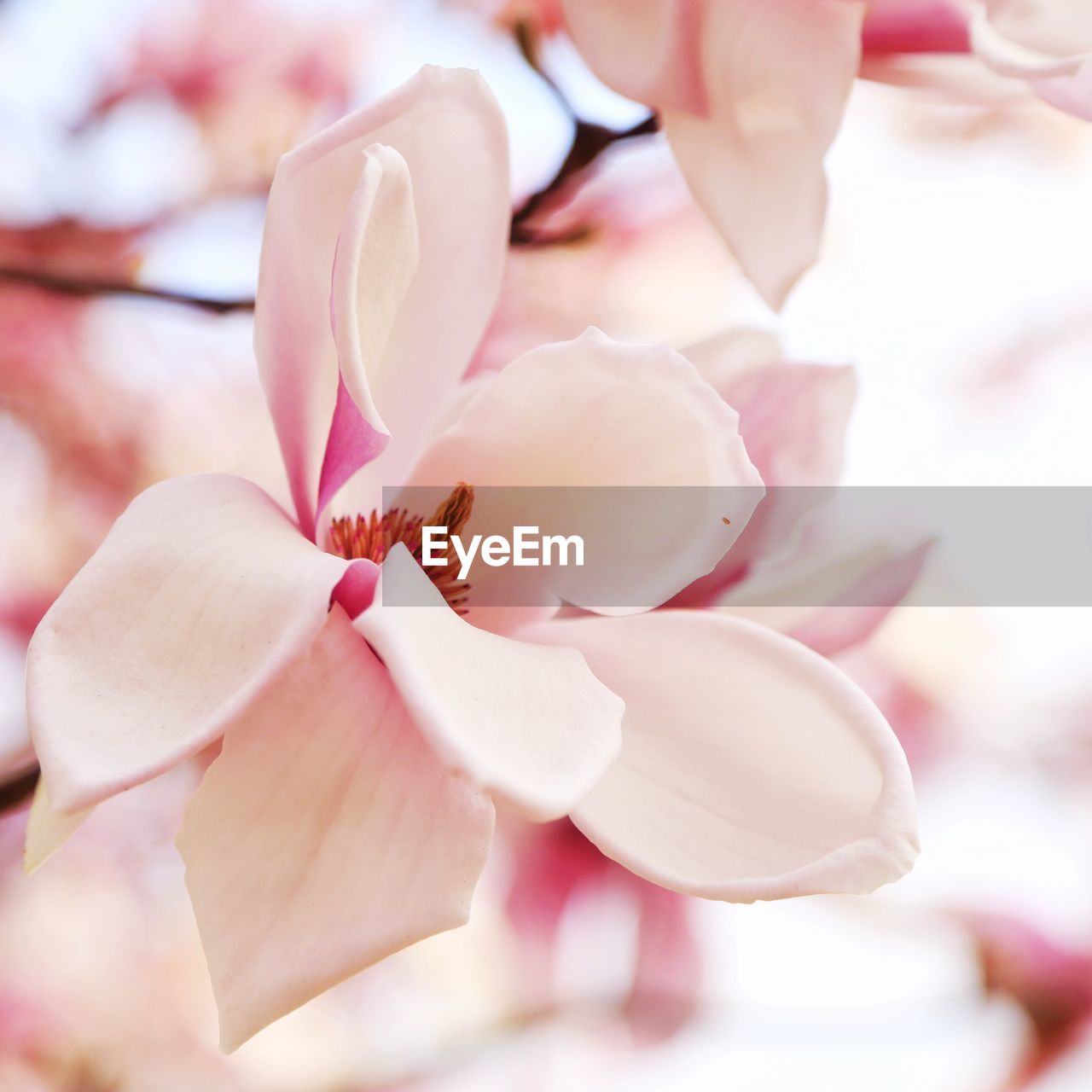 Close-up of magnolia on pink flower