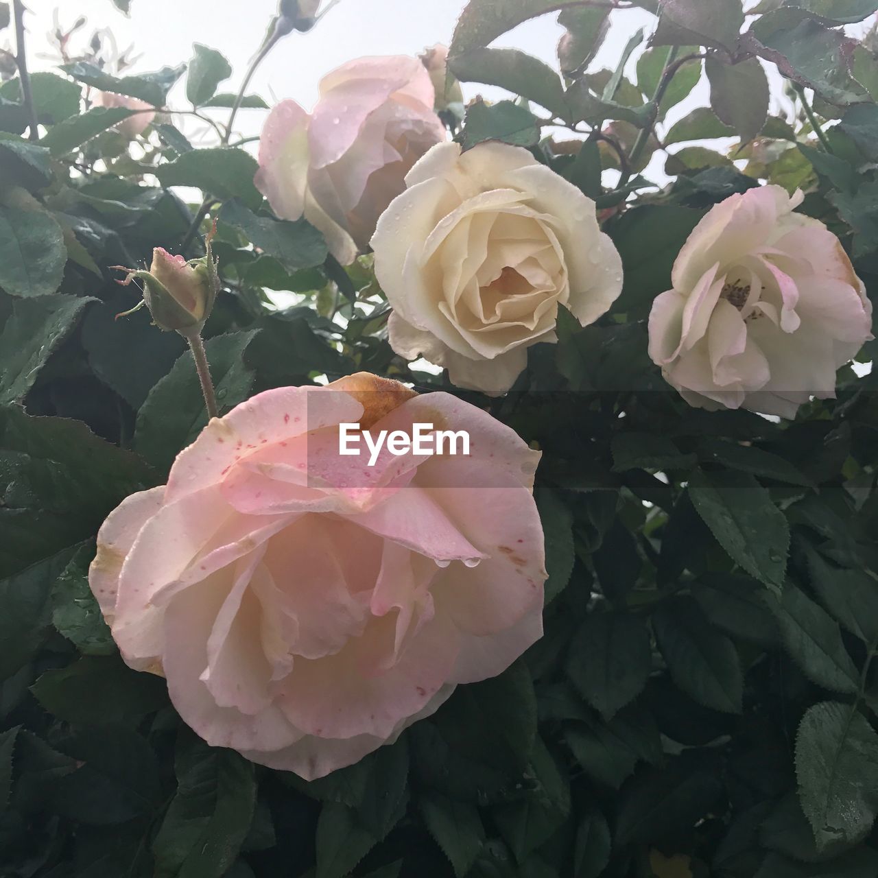 CLOSE-UP OF PINK ROSE PLANT