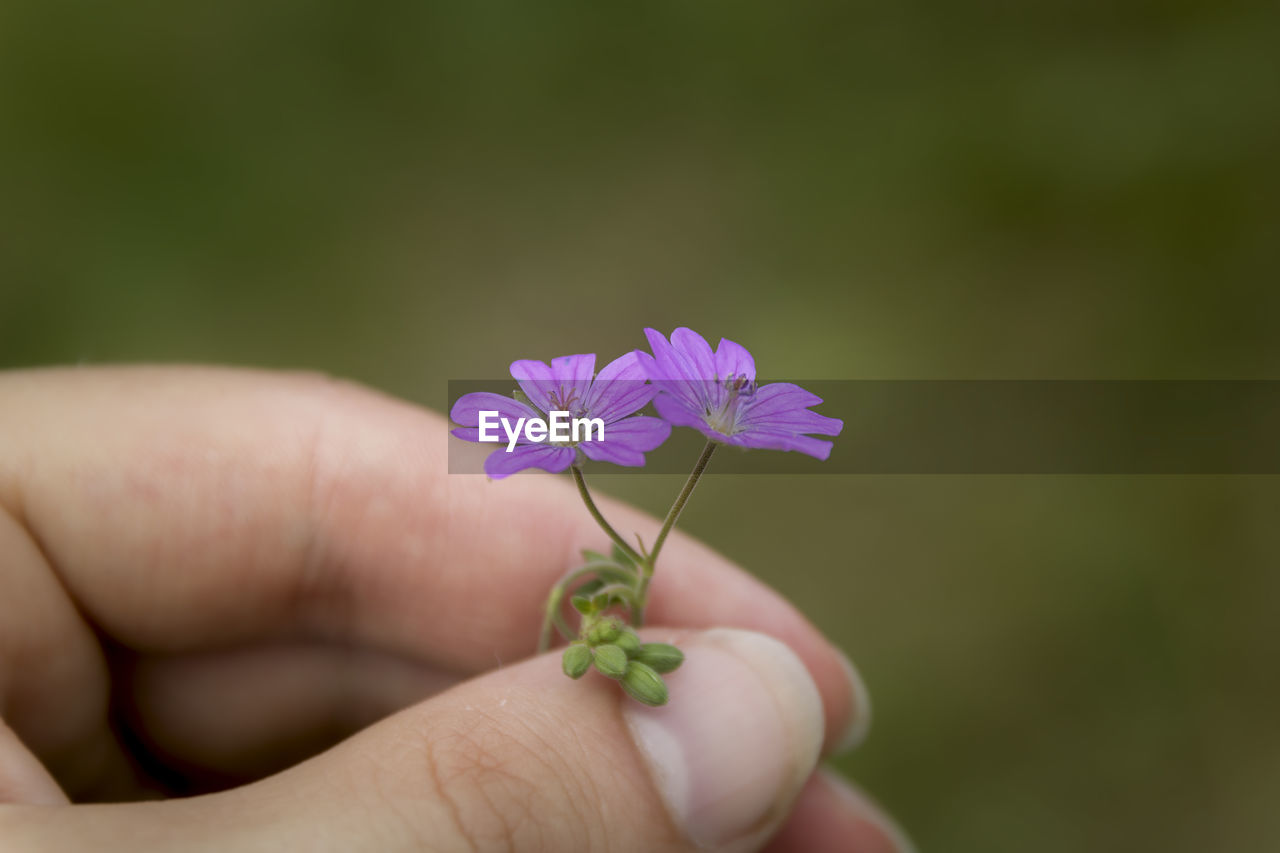 Close-up of hand holding purple flower