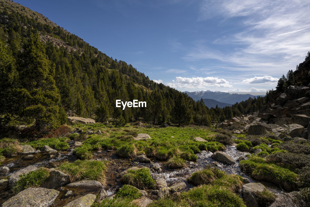 SCENIC VIEW OF STREAM BY TREES AGAINST SKY