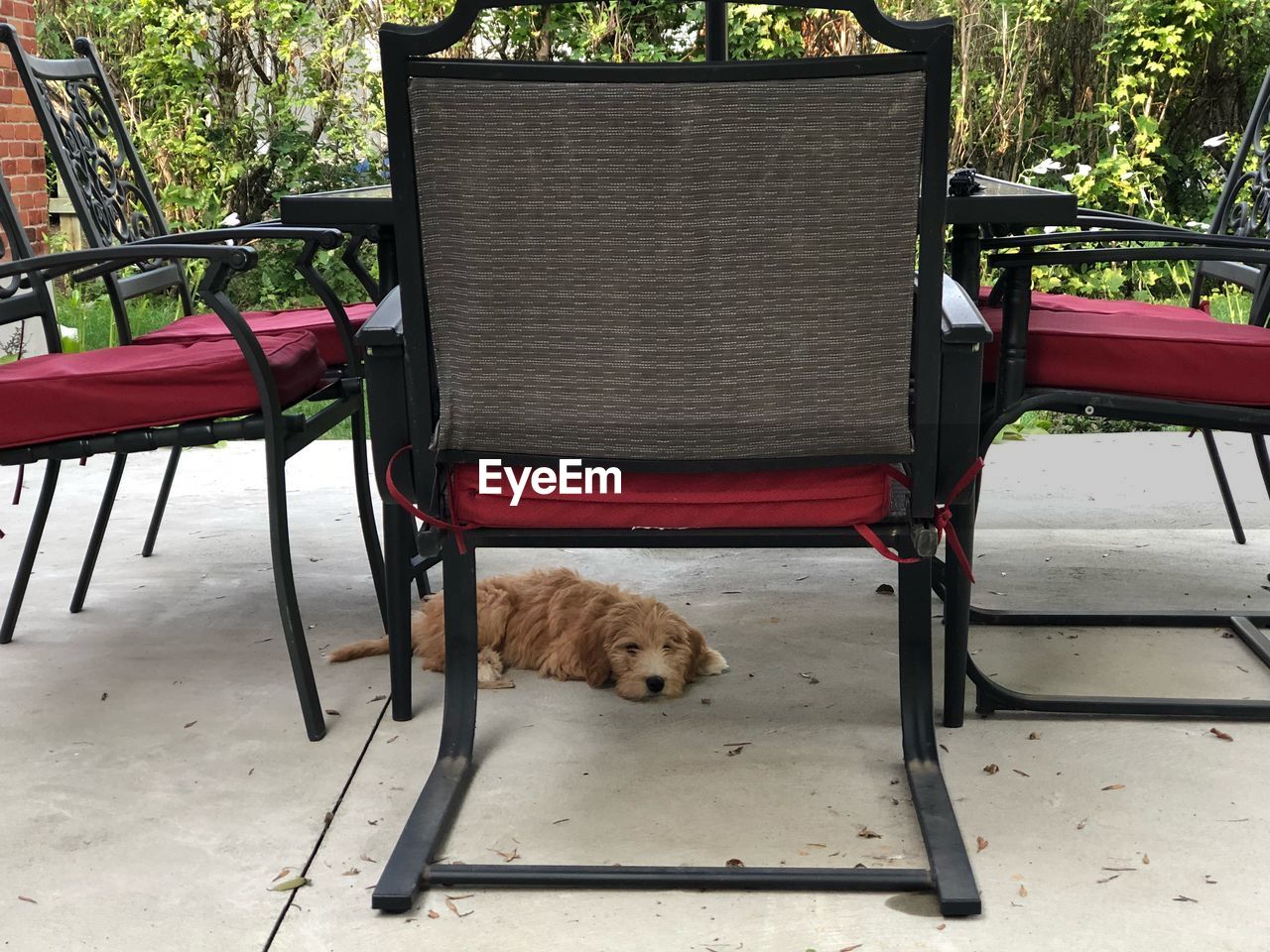 VIEW OF DOG RELAXING ON CHAIR