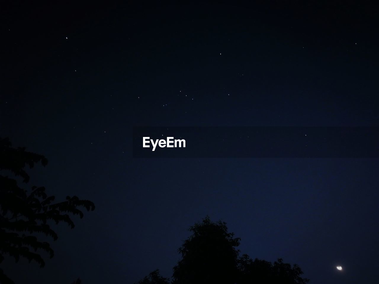 LOW ANGLE VIEW OF TREES AGAINST CLEAR SKY AT NIGHT