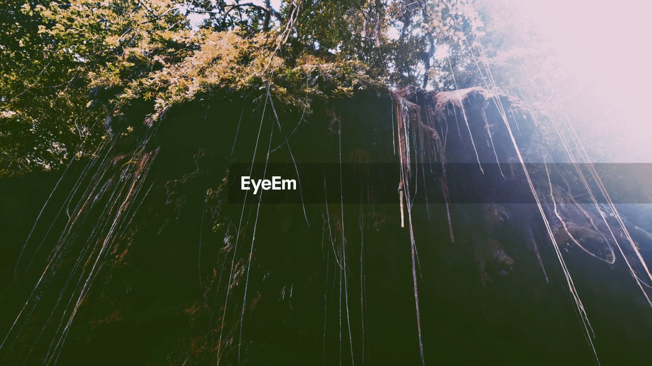 LOW ANGLE VIEW OF TREES AGAINST THE SKY