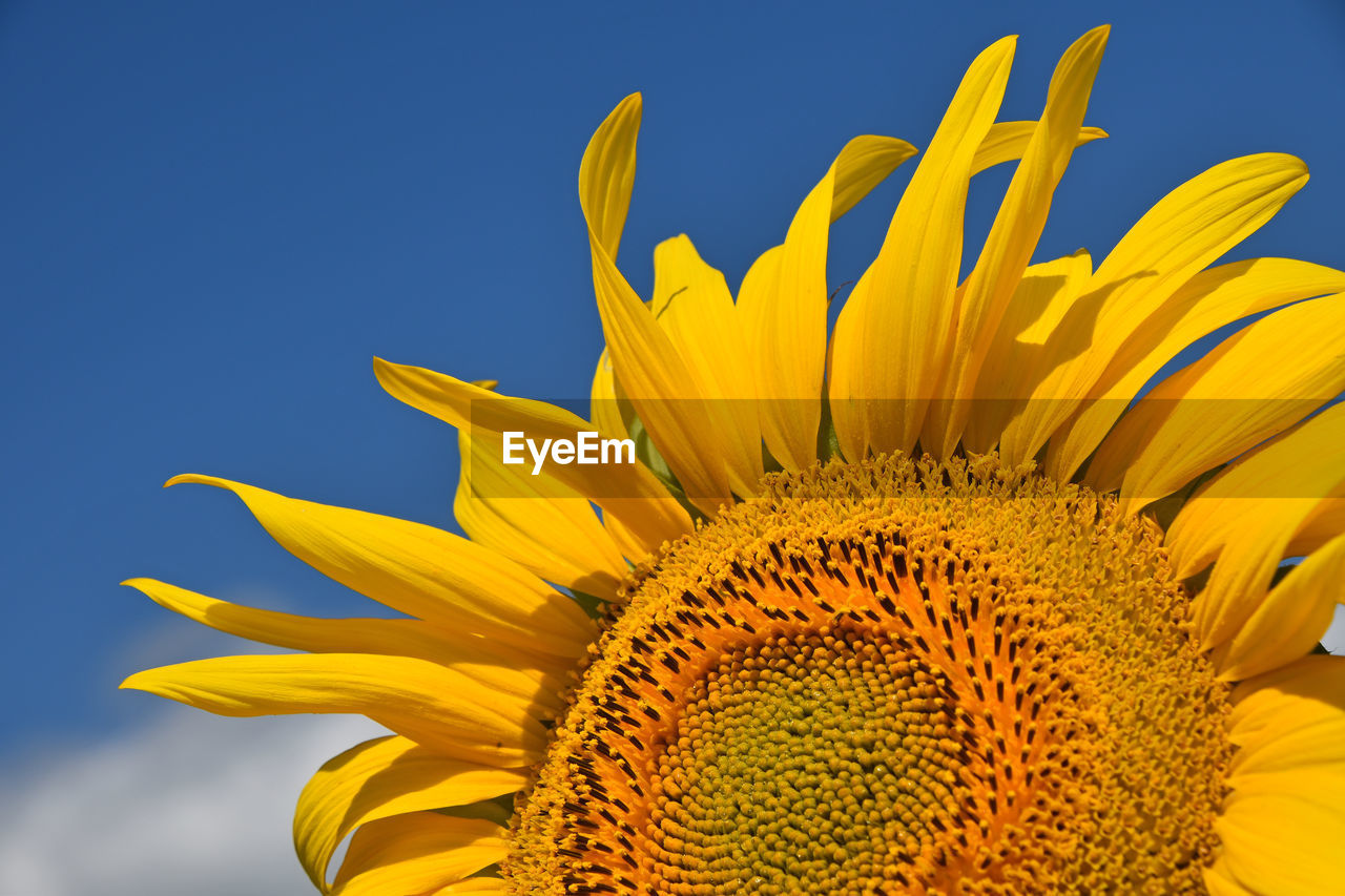 Close-up of sunflower