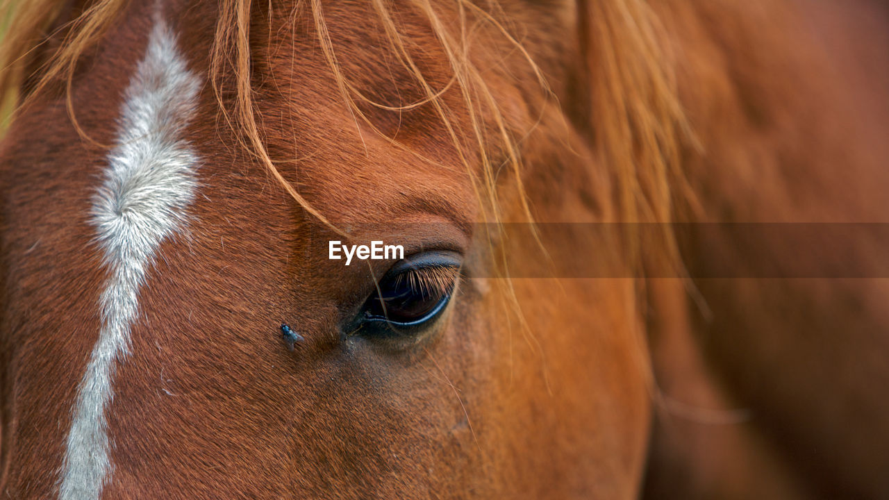 Close-up of brown horse eye