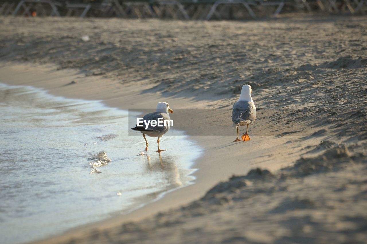 Seagulls on shore at beach