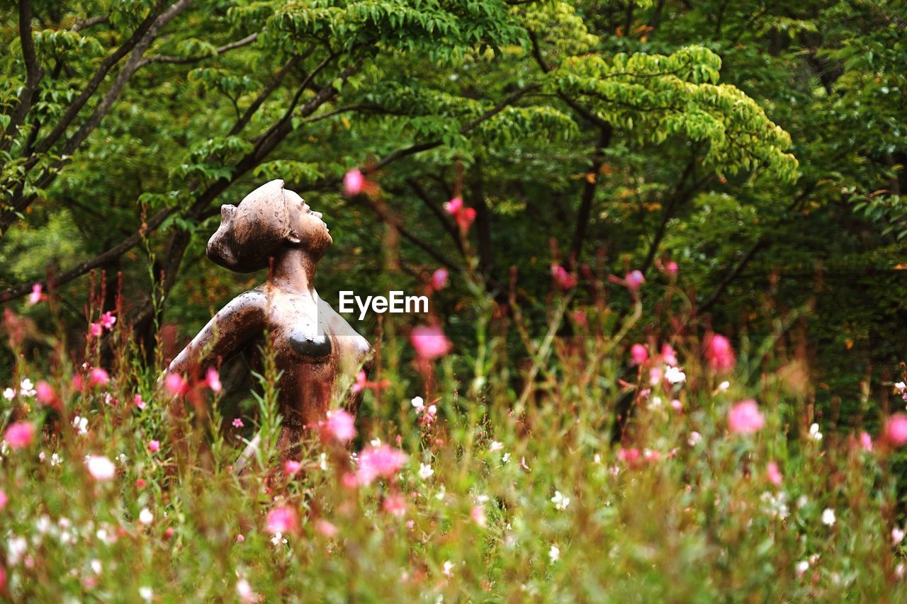 CLOSE-UP OF FLOWERS AGAINST TREES