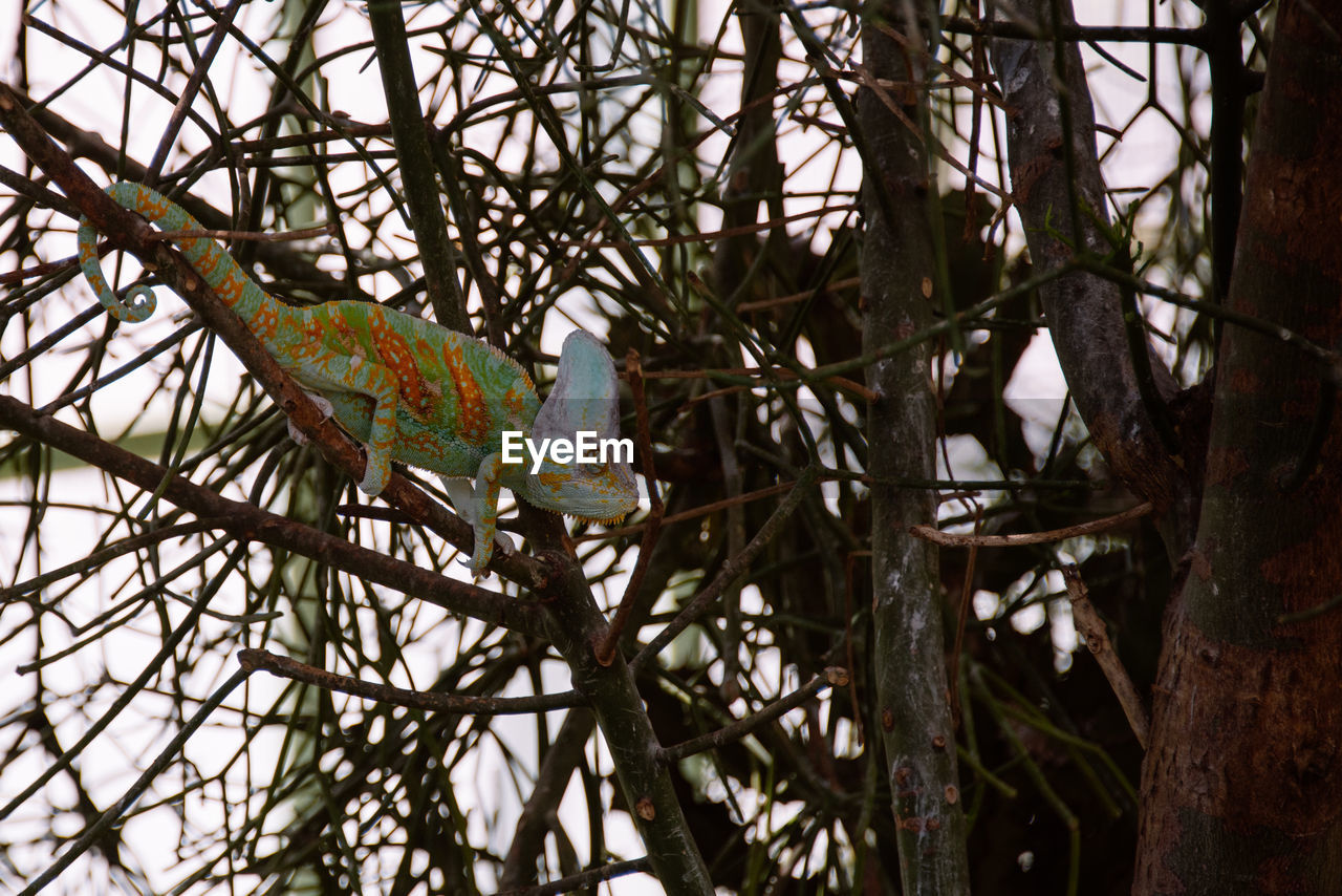 LOW ANGLE VIEW OF BIRDS PERCHING ON BARE TREE