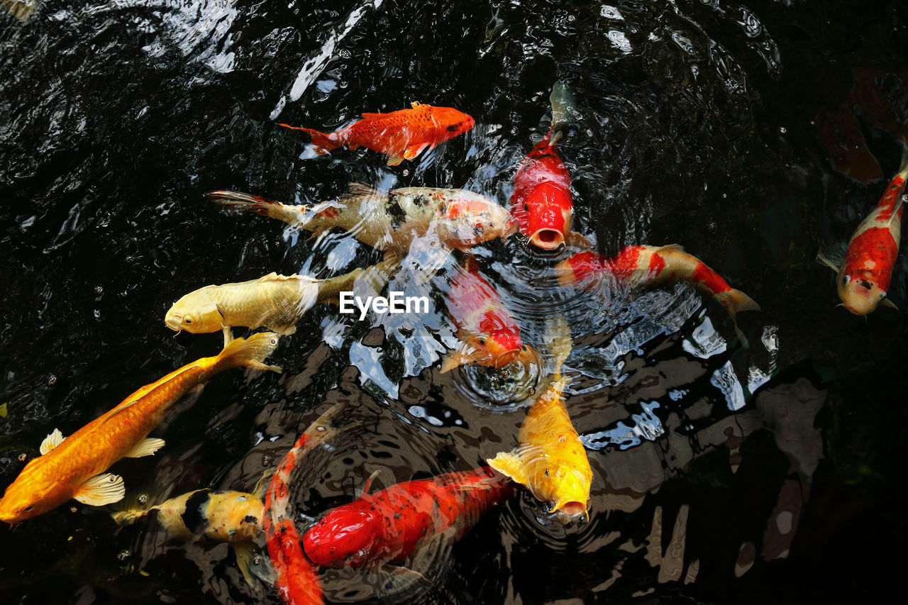 HIGH ANGLE VIEW OF KOI FISH IN WATER