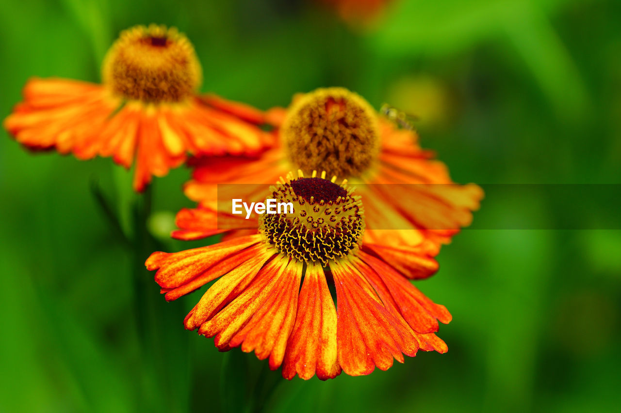 CLOSE-UP OF A CONEFLOWER BLOOMING OUTDOORS