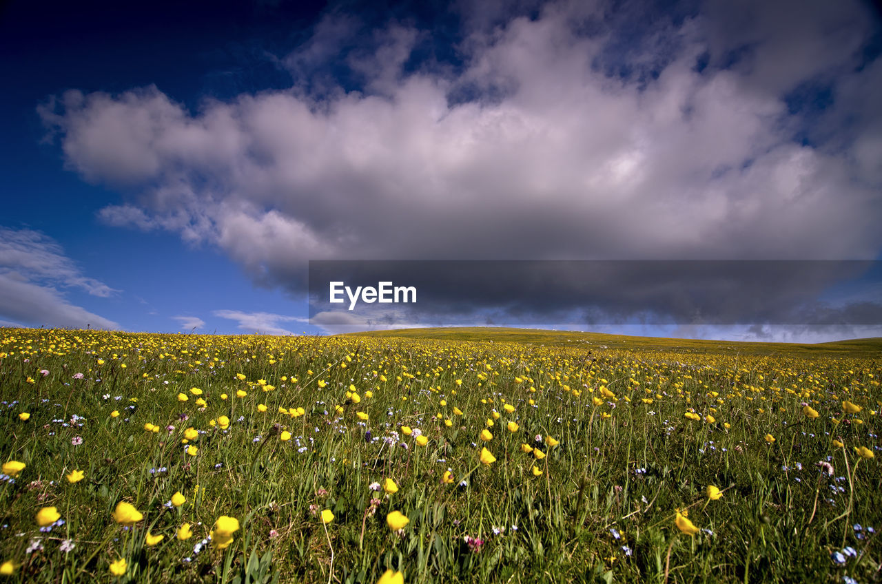 Meadow against cloudy sky