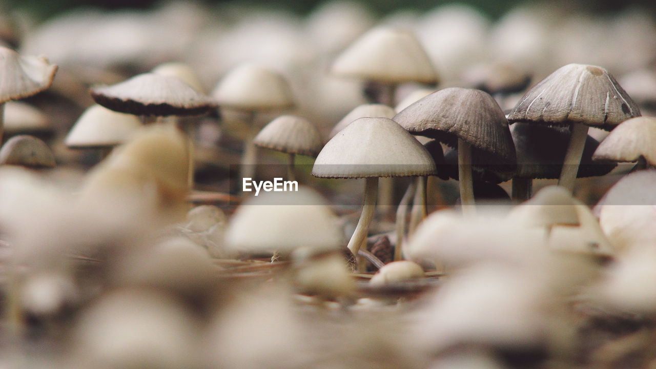 Close-up of mushrooms growing in forest