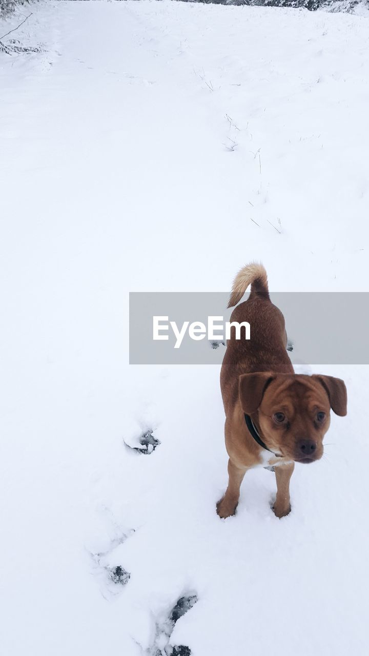 DOG ON SNOW COVERED FIELD