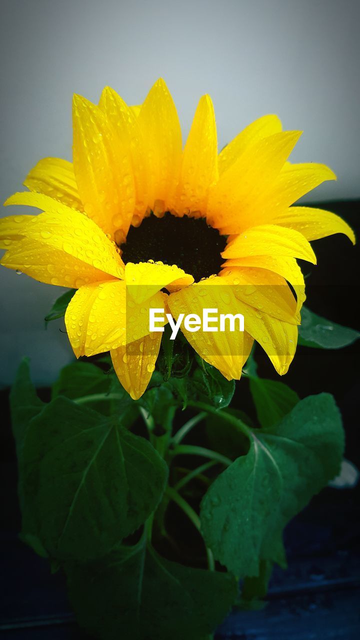 CLOSE-UP OF YELLOW FLOWER BLOOMING