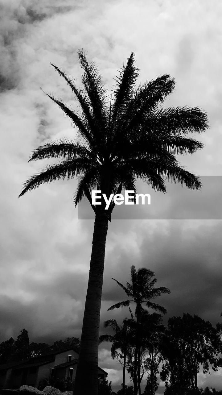 Low angle view of palm tree against sky